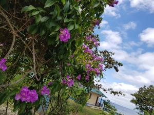 a tree with pink flowers in front of a house at Karlsson's Guesthouse in Larena