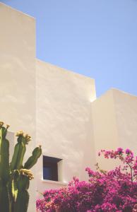Un bâtiment blanc avec un cactus et des fleurs violettes dans l'établissement Casa Marlene, à Rodalquilar