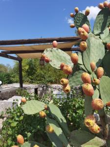 a prickly pear plant with lots of fruits on it at La corte del nonno by Itriahomes in Ceglie Messapica