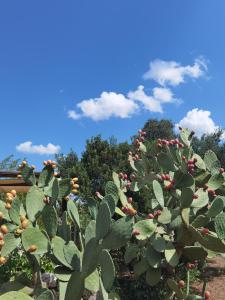 a cactus with pink flowers and trees in the background at La corte del nonno by Itriahomes in Ceglie Messapica