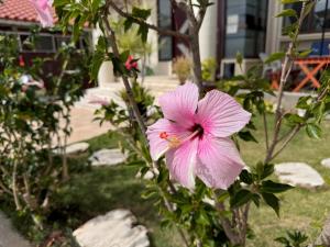 a pink flower on a bush in a yard at ビーチサイドペンションみーばる in Nanjo