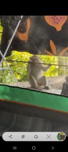 a monkey sitting on a ledge in front of a window at Joy Camping & Rooms in Haad Rin