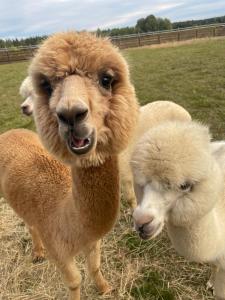 two llamas standing next to each other in a field at Wypoczynek pod Lipami in Ruciane-Nida