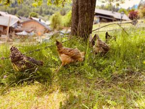 um grupo de aves na grama perto de uma árvore em Sonnenhof em Mittenwald