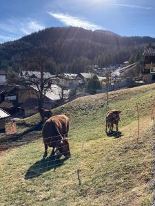 duas vacas a pastar numa colina num campo em Sonnenhof em Mittenwald