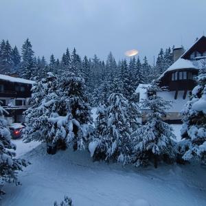 einen schneebedeckten Baum vor einem Haus in der Unterkunft Apartmány Nový Svět 548 in Harrachov