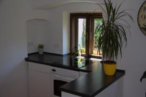 a kitchen with a plant in a yellow pot at Chalupa lipovka in Budětice
