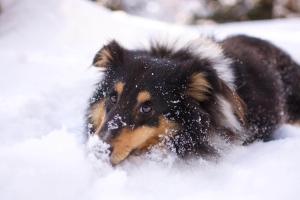 a black and brown dog laying in the snow at Einfach entspannen in Arrach
