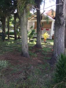 a group of trees in front of a house at Le Temps des prunes - 4 personnes in Cilaos