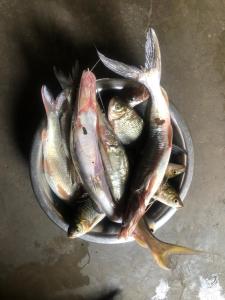 a bucket full of fish in a bowl at Tharu Community Home Stay in Chitwan