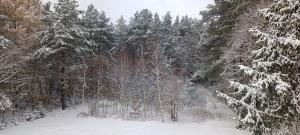 a snow covered road in a forest with trees at Gościniec Szpakówka in Czeremcha