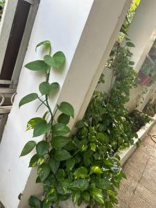 a bunch of green plants on a wall at Varsha's Villa A Luxurious Stay. in Nagpur