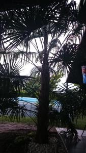 A garden outside Aheloy Apartments
