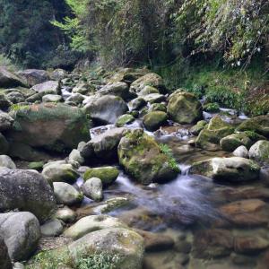 Schönbrunn的住宿－Ferien im Odenwald Zur Schmiede，一条有岩石和树木的水流