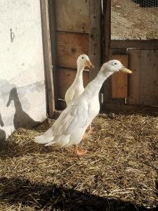 Altri animali domestici presso il bed & breakfast o nei dintorni