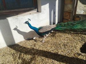 Altri animali domestici presso il bed & breakfast o nei dintorni