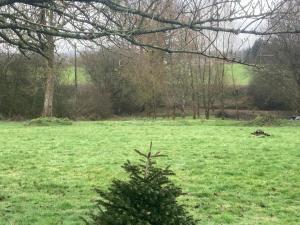 un campo verde con un árbol de Navidad en el medio en Petit Coin de Paradis Studio, en Moyon