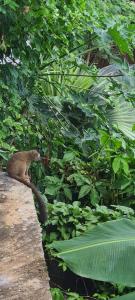 a animal standing on a ledge in the jungle at LE COROSSOL APPART in Mamoudzou