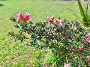 een struik met roze bloemen in een veld bij Casa Margarita in Cudillero