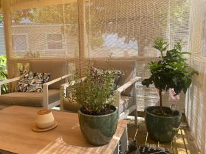 deux plantes en pot assises sur une table devant une fenêtre dans l'établissement Mobil home 3 chb tout confort, Espace Enfants - Claouey Cap Ferret, à Lège-Cap-Ferret