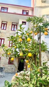 an orange tree in front of a building at Invicta Porto Guest House in Porto