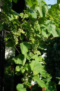 Ein Garten an der Unterkunft Ferienwohnung Am Fenn