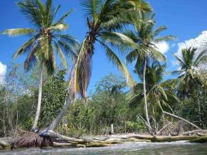 dos palmeras en una playa junto al agua en Apartment in San Pedro de Macoris., en San Pedro de Macorís