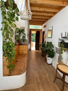 a hallway with potted plants in a house at Casas cuevas, Los Cabucos in Agaete