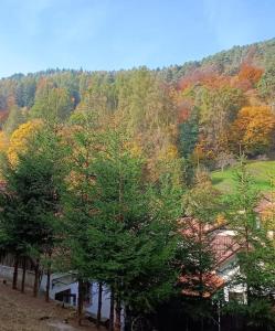 a group of trees in front of a mountain at Casa Iulia in Braşov