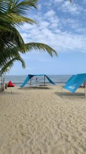una spiaggia con una palma e uno scivolo blu di Mónaco habitaciones a Coveñas