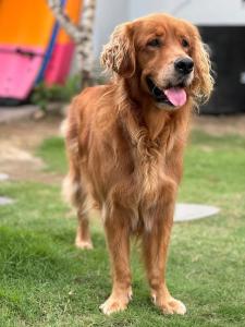 a brown dog standing in the grass with its tongue out at Waiwas Hostel in Kuta Lombok