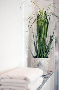 a plant sitting on a shelf next to a mirror at Bärengasse Apartments in Freinsheim