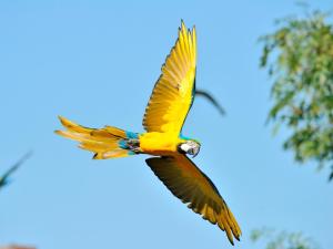 Test Tet Qa Kari في ميونخ: طير اصفر يطير في السماء