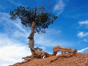 un albero in cima a una collina con il cielo di Test Tet Qa Kari a Monaco