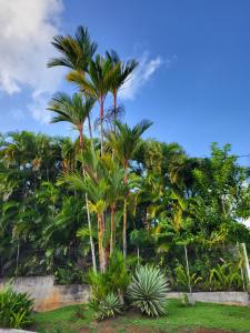 um grupo de palmeiras num parque em La Bourgeoisie Créole em Grande Savane