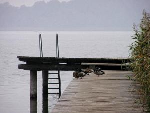 eine Gruppe von Enten, die auf einem Dock in der Nähe des Wassers stehen in der Unterkunft Bungalow Wallner in Basedow