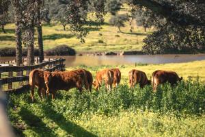 a group of brown cows grazing in a field at Alojamiento Rural Finca Barral in Seville +106 photos