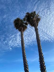 deux palmiers avec le ciel en arrière-plan dans l'établissement St Cyprien Magnifique villa avec piscine, à Saint-Cyprien
