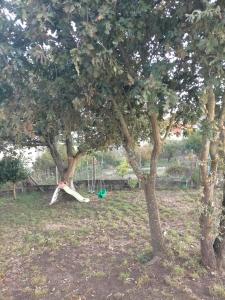 a tree with a slide in the middle of a field at El rinconcito de Aldán in Aldán +5 photos