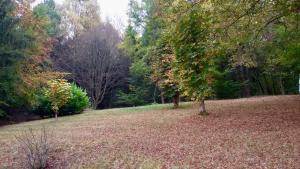 un parque con árboles y hojas en el suelo en Schöne Aussicht am Eifelsteig en Monschau