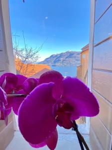 eine lila Blume, die auf einem Fensterbrett sitzt in der Unterkunft Casa Spasù in San Bartolomeo