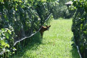 Fotografija v galeriji nastanitve B&B Il Vigneto v mestu Melano