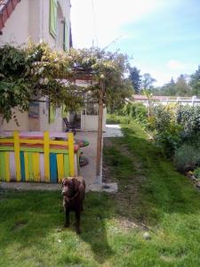 a brown dog standing in the grass next to a fence at Maison proche de la Loire Fourchambault in Fourchambault