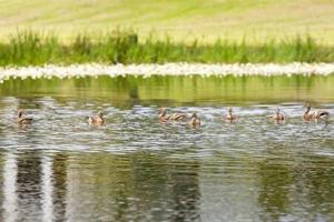 un grupo de patos nadando en el agua en The Sanctuary - Family Retreat - Noosa Hinterland, en North Arm