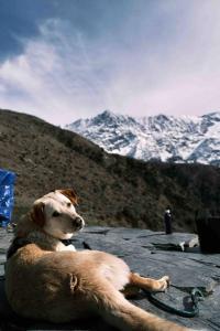 ein Hund auf einem Dach mit Bergen im Hintergrund in der Unterkunft The VOID - Dharamkot in Dharamshala