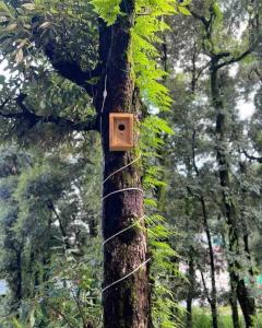 ein Vogelhaus auf einem Baum im Wald in der Unterkunft The VOID - Dharamkot in Dharamshala