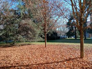 duas árvores numa pilha de folhas num parque em SANDONHOUSE MILANO em San Donato Milanese