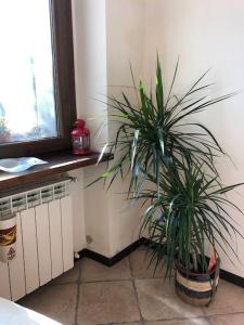 a potted plant sitting in a kitchen next to a window at Ca' Cuore in Monferrato in Serralunga di Crea