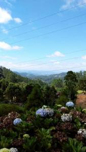 Morro Azul Chalés في تيمبو: إطلالة على جبل به زهور وأشجار