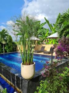 a pool with a plant in a pot next to it at Villa Aurora Lovina in Lovina